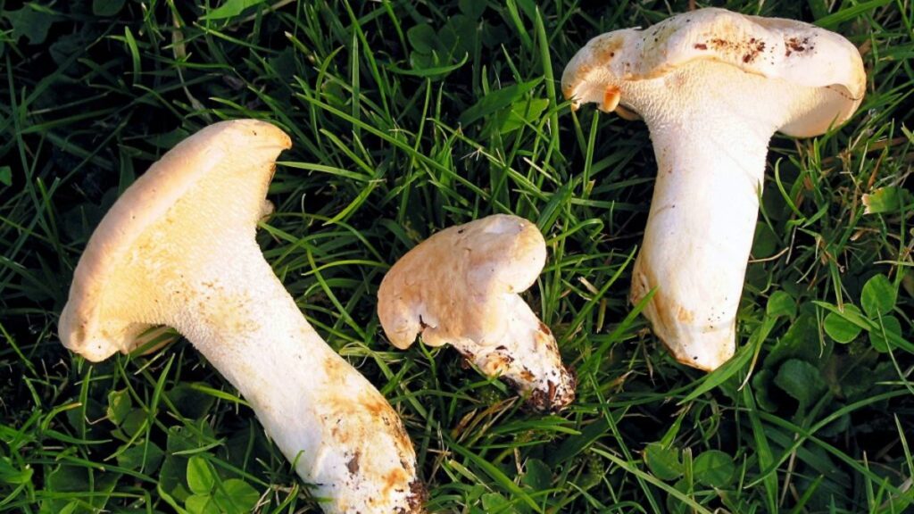 Большинство видов ежовик жёлтый являются достаточно редкими грибами