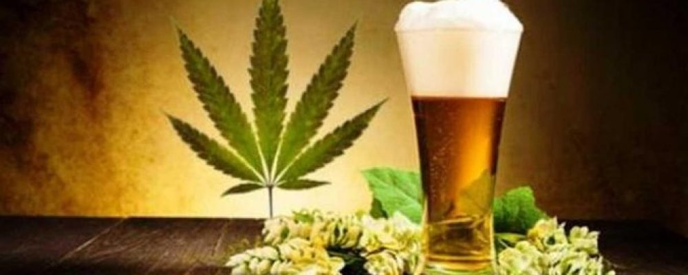 алкоголизм и марихуана